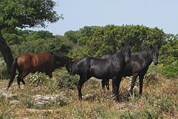 Giara-Pferde auf der Giara di Gesturi