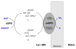 Mitochondriale Glycerin-3-phosphat-Dehydrogenase