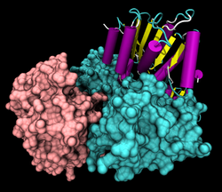 RNA-Helikase EIF4A