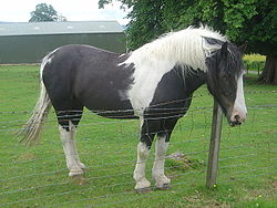 Horse dsc06503.jpg