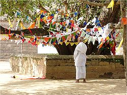 Sri Mahabodhi, der älteste Baum, dessen Geschichte dokumentiert ist