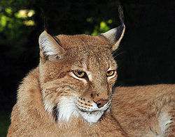 Lynx lynx (Linnaeus, 1758).jpg