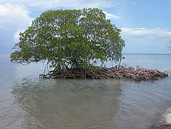 Mangrovenbaum (Gattung Rhizophora) auf Cayo Levisa