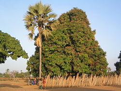 Palme und Mangobaum außerhalb einer Ortschaft