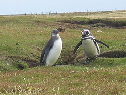Magellan-Pinguine auf George Island
