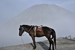 Mount Batok horse.jpg