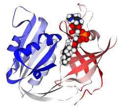 Cytochrom-b5-Reduktasen