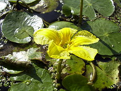NymphoidesPeltata-flower1.jpg