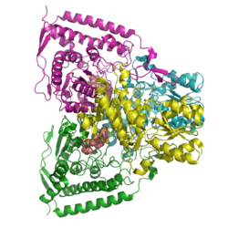 Pyruvatdehydrogenase E1