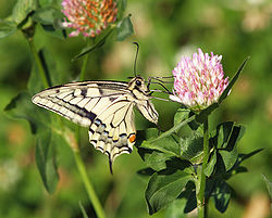 Papilio machaon LC0085.jpg