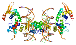 Forkhead-Box-Protein P2