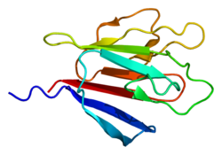 Ki-67 (Protein)