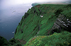 Kliffküste von St. George Island mit Klippenmöwen