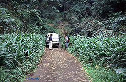 Regenwald auf São Tomé