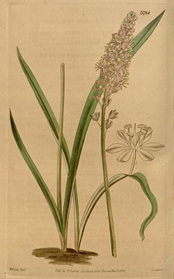 Ostasiatischer Blaustern, Illustration.