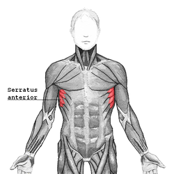 Serratus anterior.png