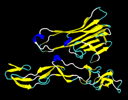 Lymphotoxin-α