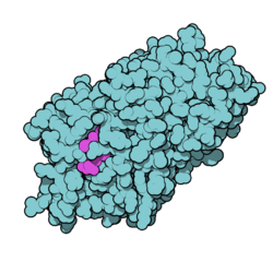 Thyroxin-bindendes Globulin