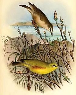 Seychellen-Dotterbrust-Brillenvogel, unten