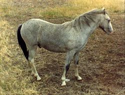 Welsh-Mountain-Pony, Sektion A