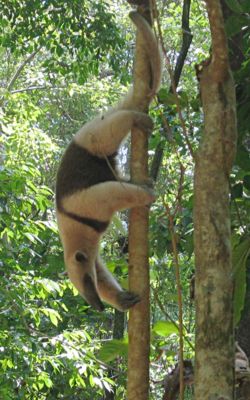 Nördlicher Tamandua im Corcovado-Nationalpark in Costa Rica