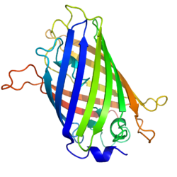 Grün fluoreszierendes Protein