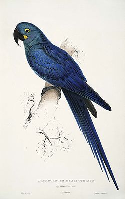 Illustration eines Lear-Aras von Edward Lear, diese Abbildung und ein Balg im Naturkundemuseum in Paris liegen der Artbeschreibung zu Grunde