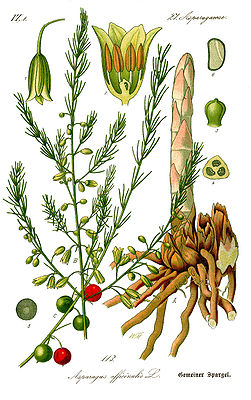 Asparagus officinalis, Illustration in Otto Wilhelm Thomé Flora von Deutschland, Österreich und der Schweiz.