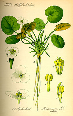 Froschbiss (Hydrocharis morsus-ranae), Illustration