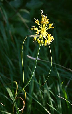 Gelber Lauch (Allium flavum)