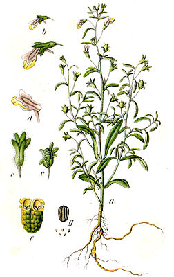 Kleines Leinkraut (Chaenorhinum minus)