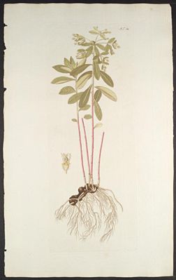 Krainer Wolfsmilch (Euphorbia carniolica), Illustration.