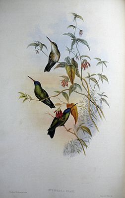 Blaukopfsaphir (♀ oben, ♂ unten), Darstellung von John Gould