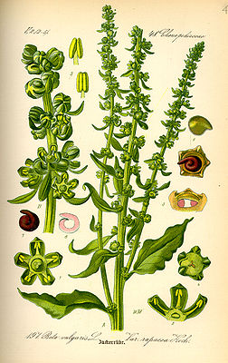 Zuckerrübe (Beta vulgaris subsp. vulgaris var. altissima)