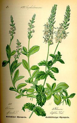 Ehrenpreis (Veronica officinalis und Veronica latifolia)