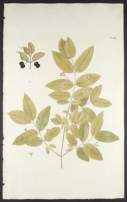 Schwarze Heckenkirsche (Lonicera nigra), Illustration.