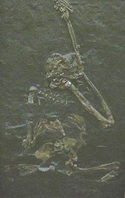 Oreopithecus im Instituto de Paleontología Miquel Crusafont