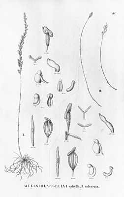 Wullschlaegelia aphylla (Fig. I), Wullschlaegelia calcarata (Fig. II)