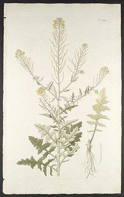 Loesels Rauke (Sisymbrium loeselii), Illustration.