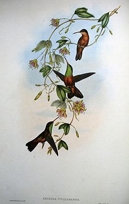 Amazilia yucatanensis gemalt von John Gould