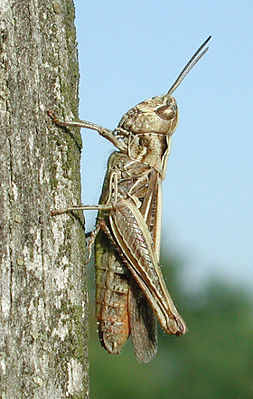 Nachtigall-Grashüpfer (Chorthippus biguttulus) ♀