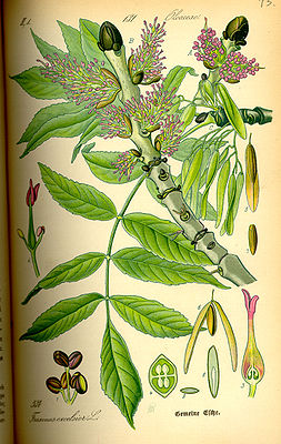 Gemeine Esche (Fraxinus excelsior)