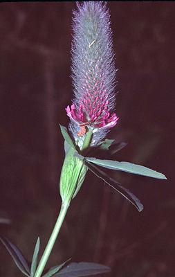 Purpur-Klee (Trifolium rubens)