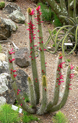 Cleistocactus candelilla