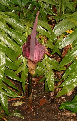 Blütenstand der Teufelszunge (Amorphophallus konjac).Sie blüht im blattlosen Zustand.