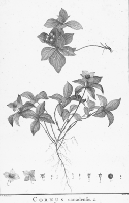 Kanadischer Hartriegel (Cornus canadensis)
