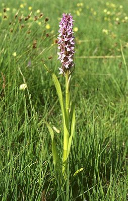 Fleischfarbenes Knabenkraut (Dactylorhiza incarnata)