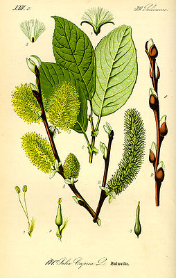 Sal-Weide (Salix caprea)