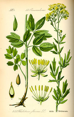 Gelbe Wiesenraute (Thalictrum flavum), Illustration.