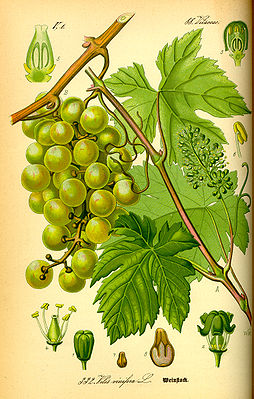 Echte Weinrebe (Vitis vinifera)